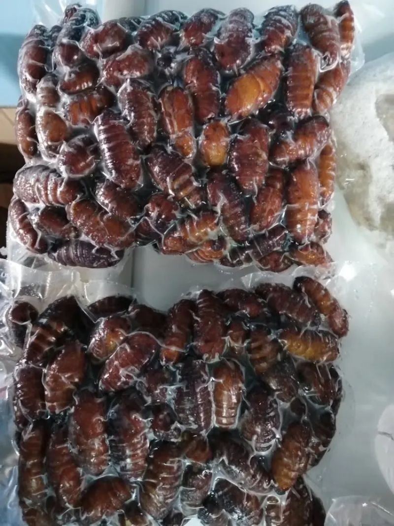 食用东北大蝉蛹松蛹大蚕蛹烧烤椒盐烧烤酒店大量批发