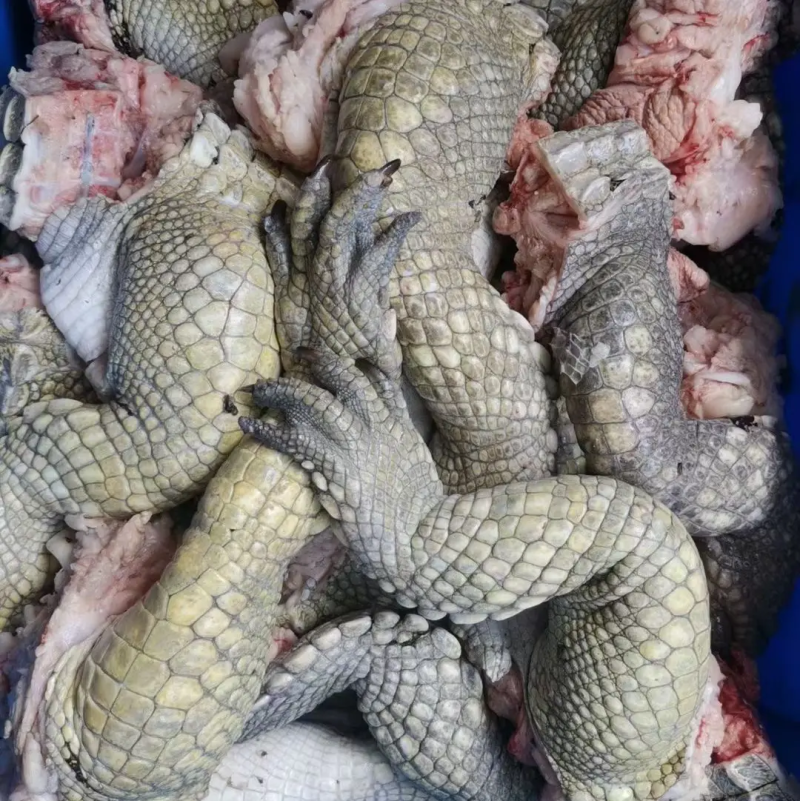 鳄鱼掌（酒店酒楼）专业批发经营资质齐全