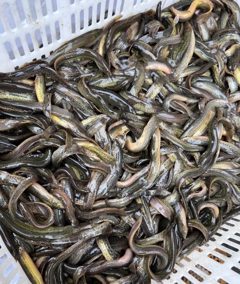精品泥鳅，台湾泥鳅，各种规格，产地直发，免费提供技术