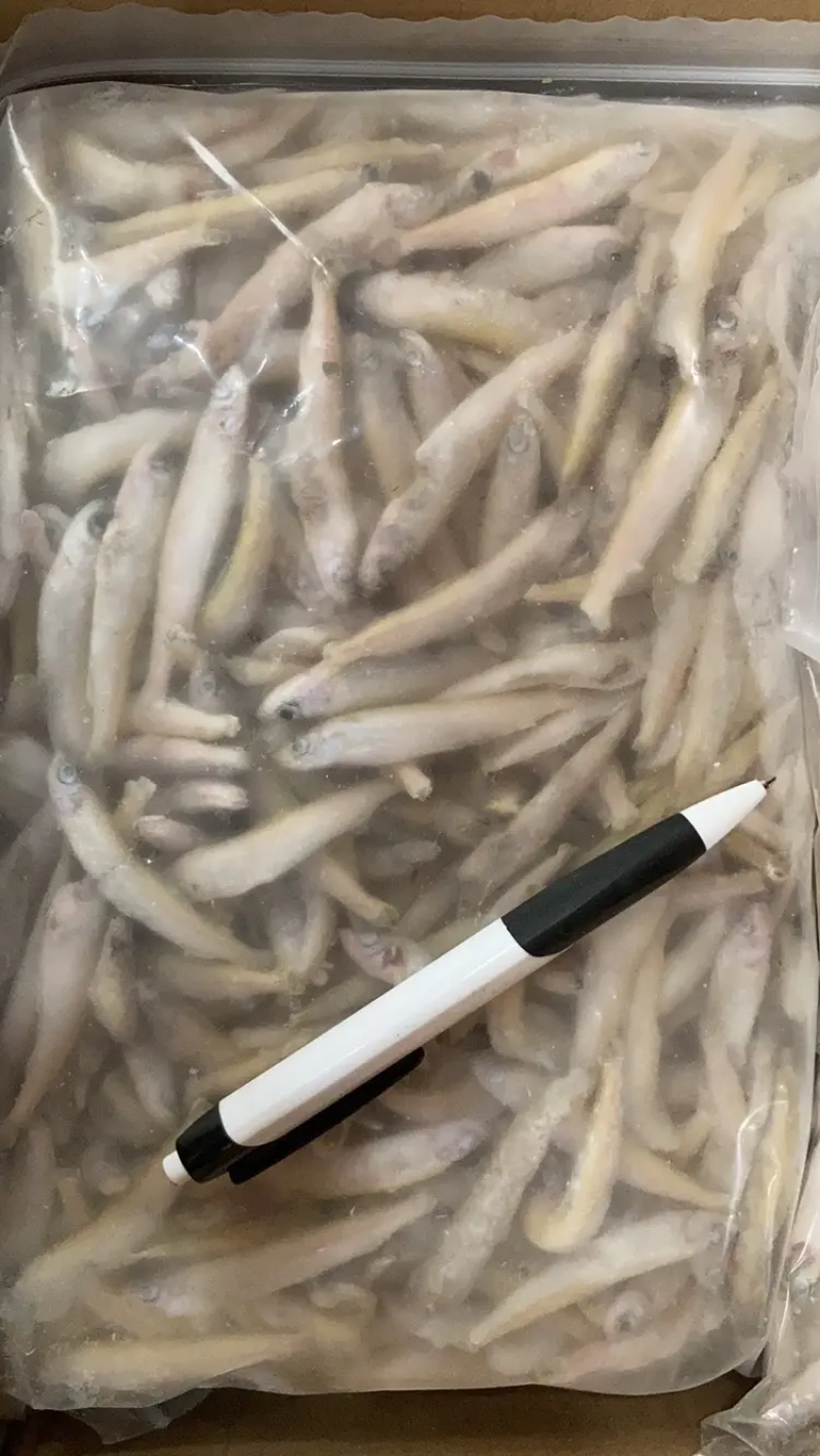 兴泓特色食材公鱼小龙鱼精品单冻无冰各种规格齐全对接批发