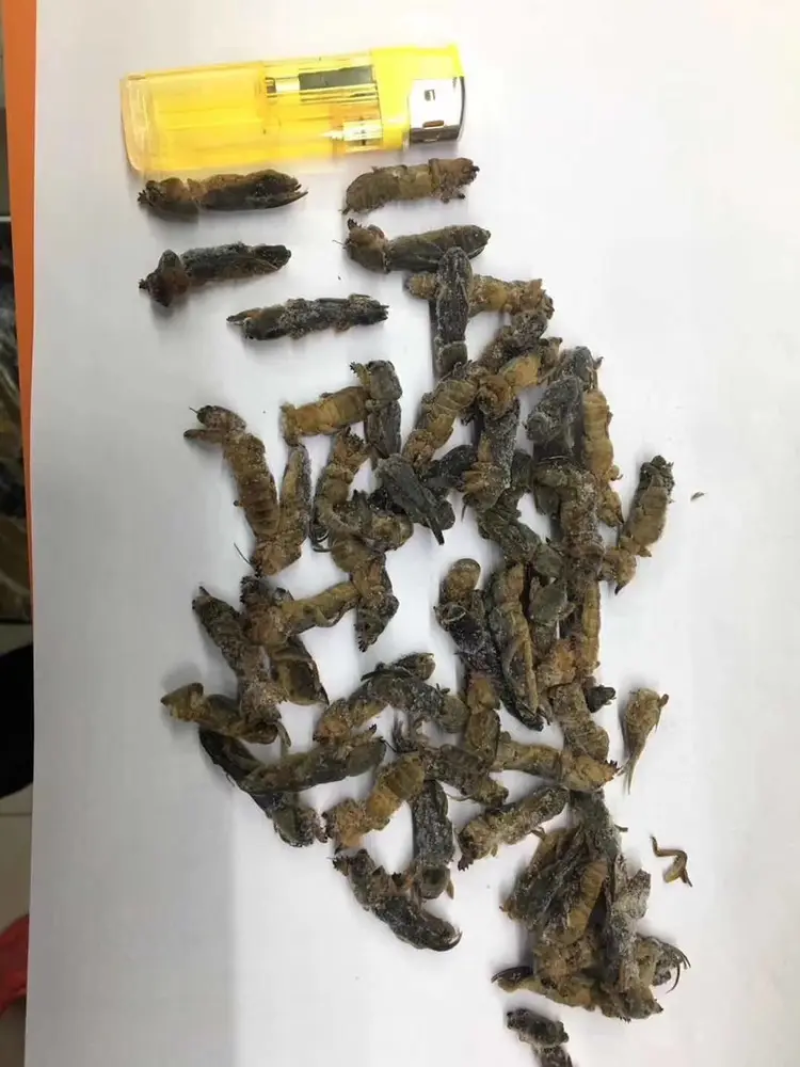 食用蝼蛄（一手货源）拉拉蛄酒店大排档跑江湖对接批发