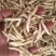 竹虫食用昆虫（一手货源）好货无冰批发零售