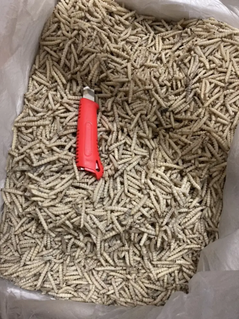 竹虫食用昆虫（一手货源）好货无冰批发零售