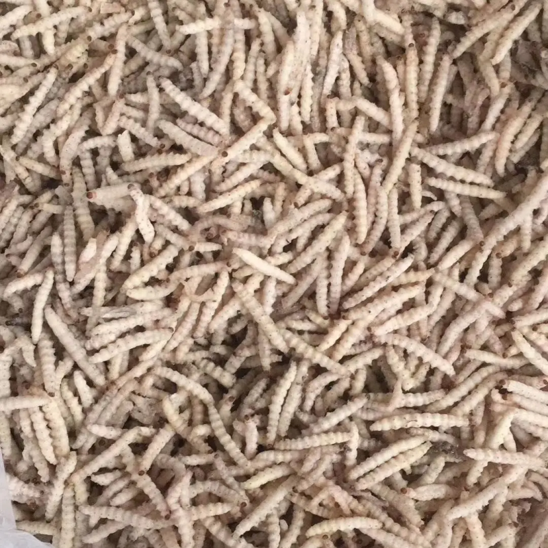 竹虫食用昆虫（一手货源）好货无冰批发零售