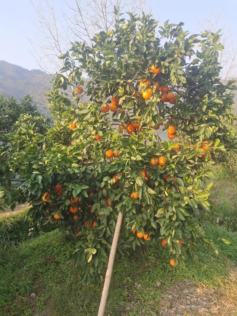 纽荷尔脐橙大量上市一手货源品质保证电商市场社区
