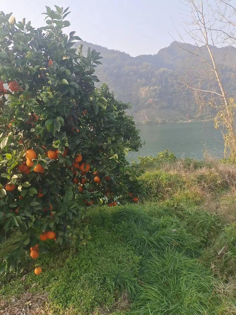 【精品】纽荷尔脐橙大量上市，果农精挑细选，口感甘甜