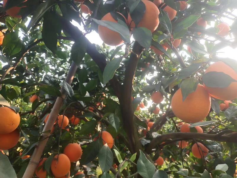 【精品】纽荷尔脐橙大量上市，果农精挑细选，口感甘甜