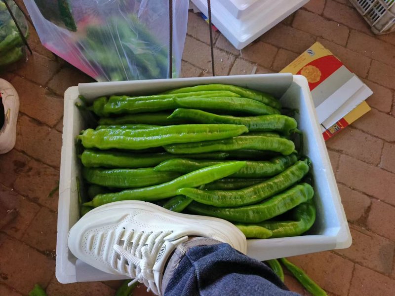 暖棚辣椒
