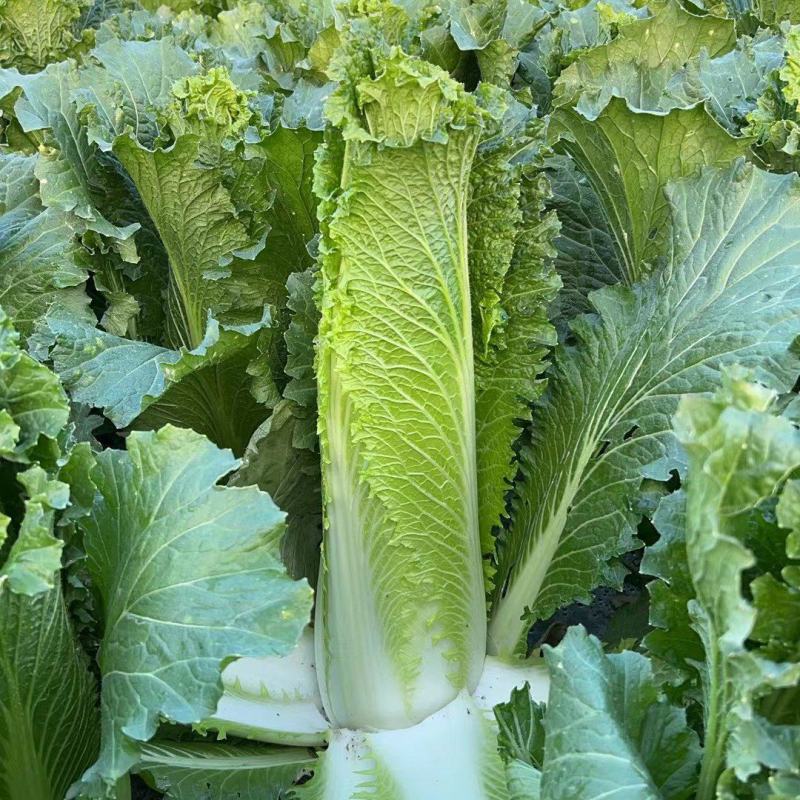 云南精品麻叶青白菜绍菜产地直发大量上市欢迎选购