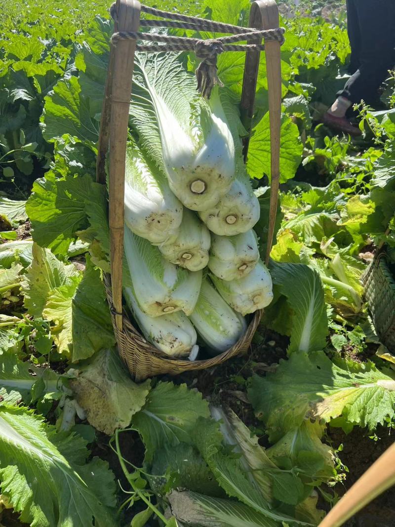 云南精品麻叶青白菜绍菜产地直发大量上市欢迎选购