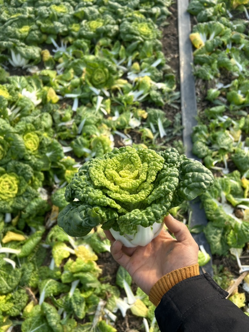 安徽蚌埠怀远大棚黄心菜大量上市-可供市场.电商.社区团