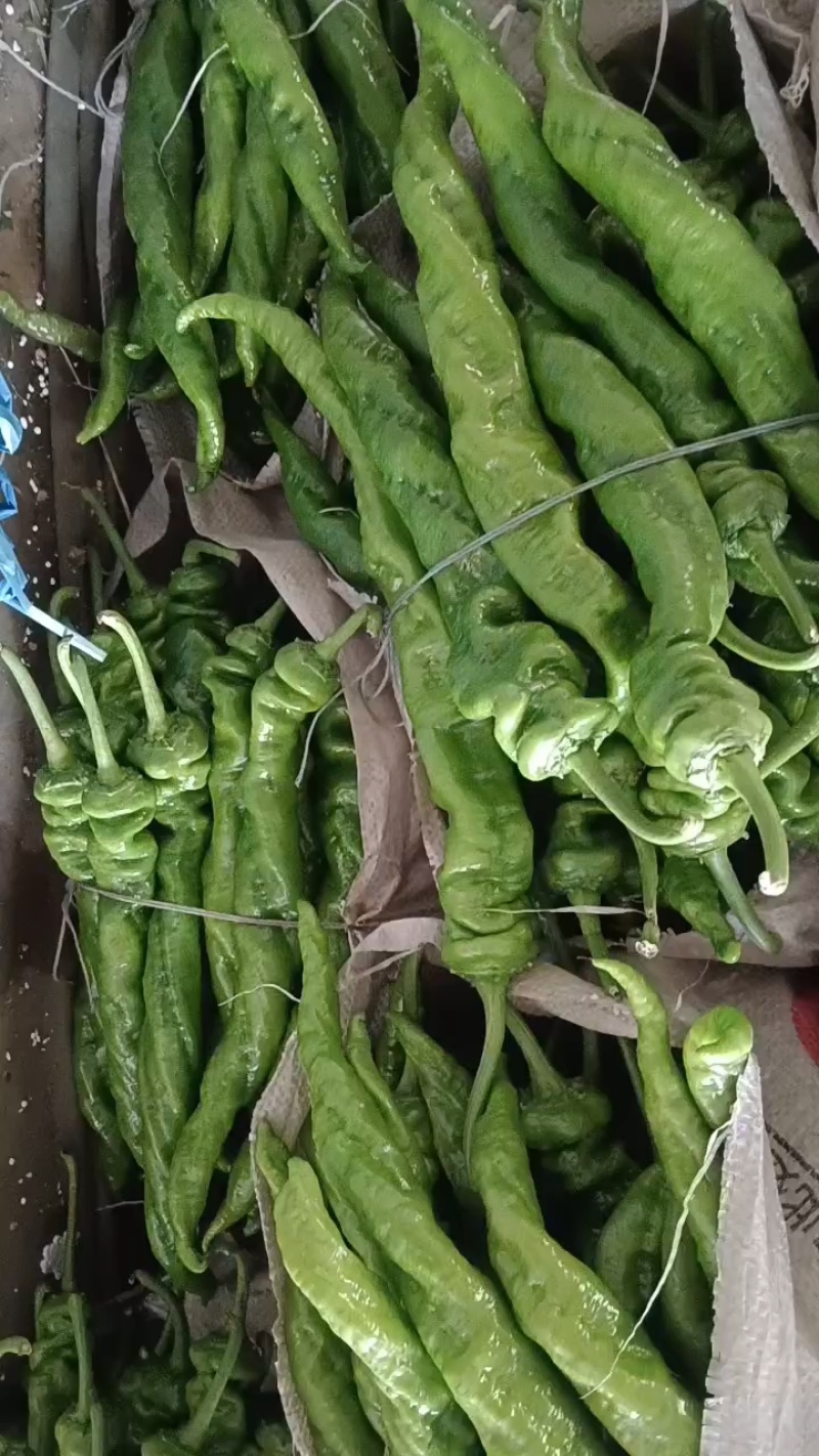 大量螺丝椒上市质量有保证质量有保证货源充足欢迎