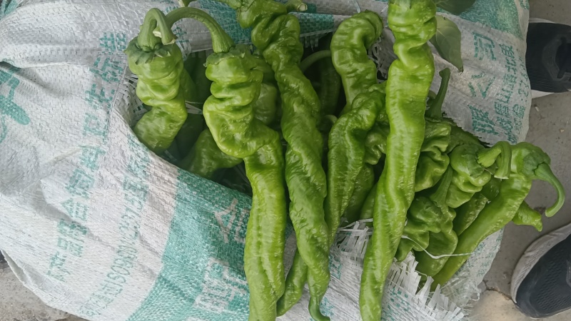 大量螺丝椒上市质量有保证质量有保证货源充足欢迎