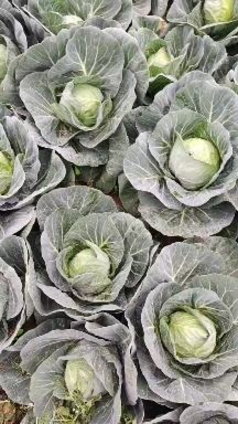 圆包菜