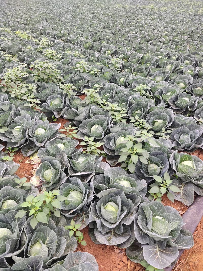 圆包菜
