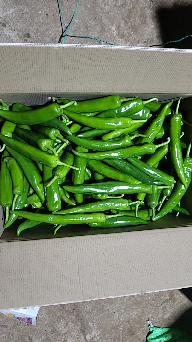 黄皮尖椒跌价量大价格便宜了