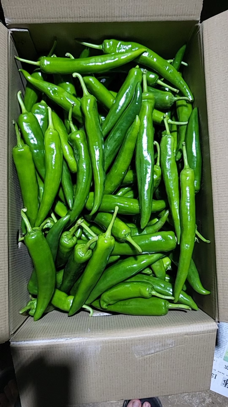 黄皮尖椒跌价量大价格便宜了