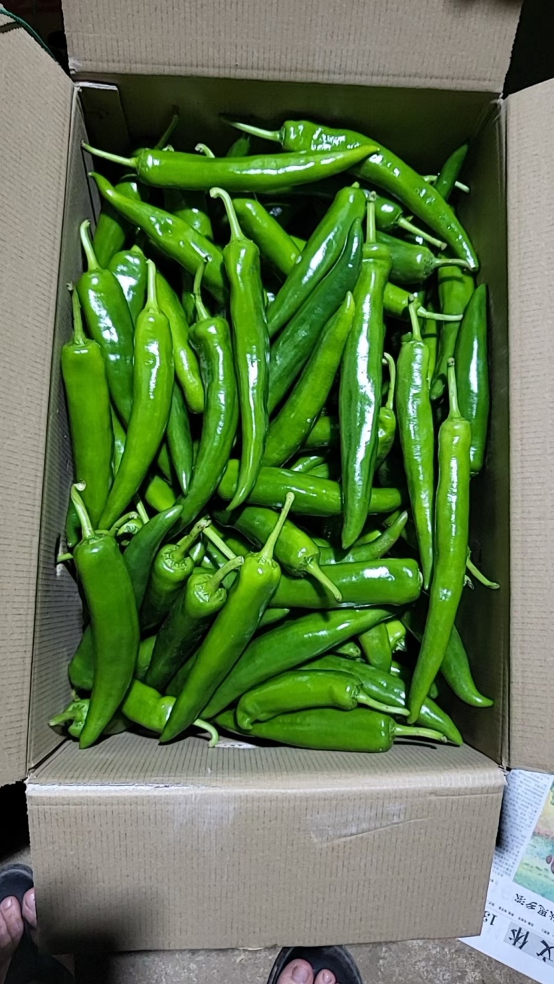 黄皮尖椒跌价量大价格便宜了