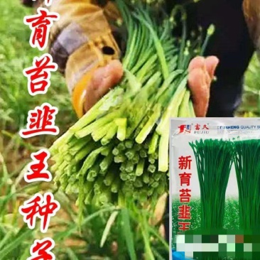 韭菜种子新育苔韭王该品种属叶苔兼用型韭菜以抽苔为主韭菜苔