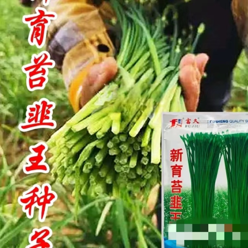 韭菜种子新育苔韭王该品种属叶苔兼用型韭菜以抽苔为主韭菜苔
