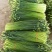 韭菜种子新育苔韭王该品种属叶苔兼用型韭菜以抽苔为主韭菜苔