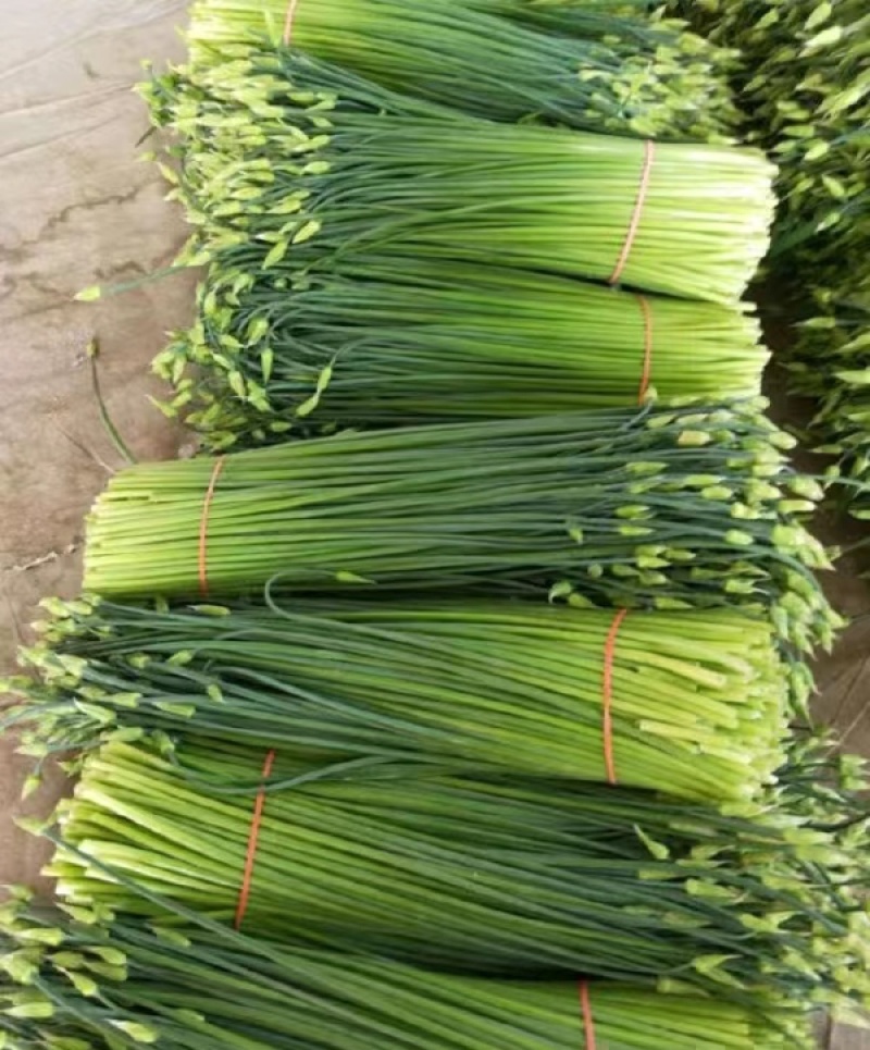 韭菜种子新育苔韭王该品种属叶苔兼用型韭菜以抽苔为主韭菜苔