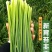 韭菜种子新育苔韭王该品种属叶苔兼用型韭菜以抽苔为主韭菜苔