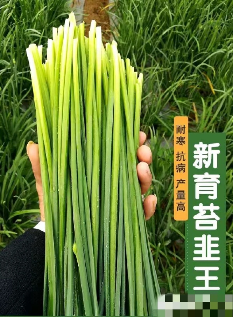 韭菜种子新育苔韭王该品种属叶苔兼用型韭菜以抽苔为主韭菜苔