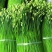韭菜种子新育苔韭王该品种属叶苔兼用型韭菜以抽苔为主韭菜苔