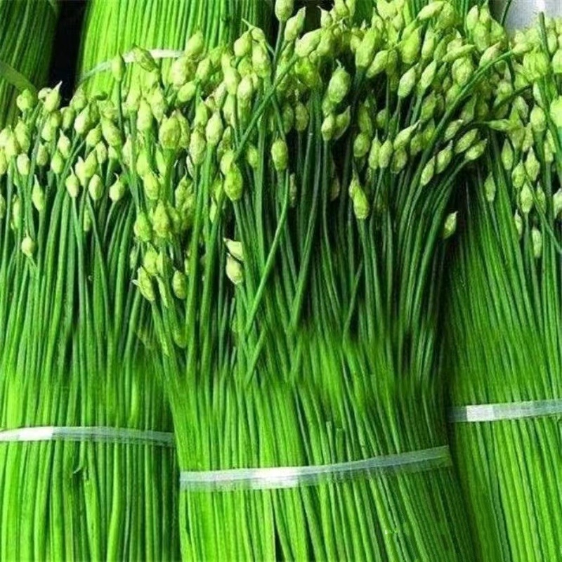 韭菜种子新育苔韭王该品种属叶苔兼用型韭菜以抽苔为主韭菜苔