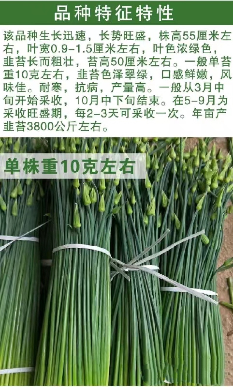 韭菜种子新育苔韭王该品种属叶苔兼用型韭菜以抽苔为主韭菜苔