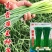 韭菜种子新育苔韭王该品种属叶苔兼用型韭菜以抽苔为主韭菜苔