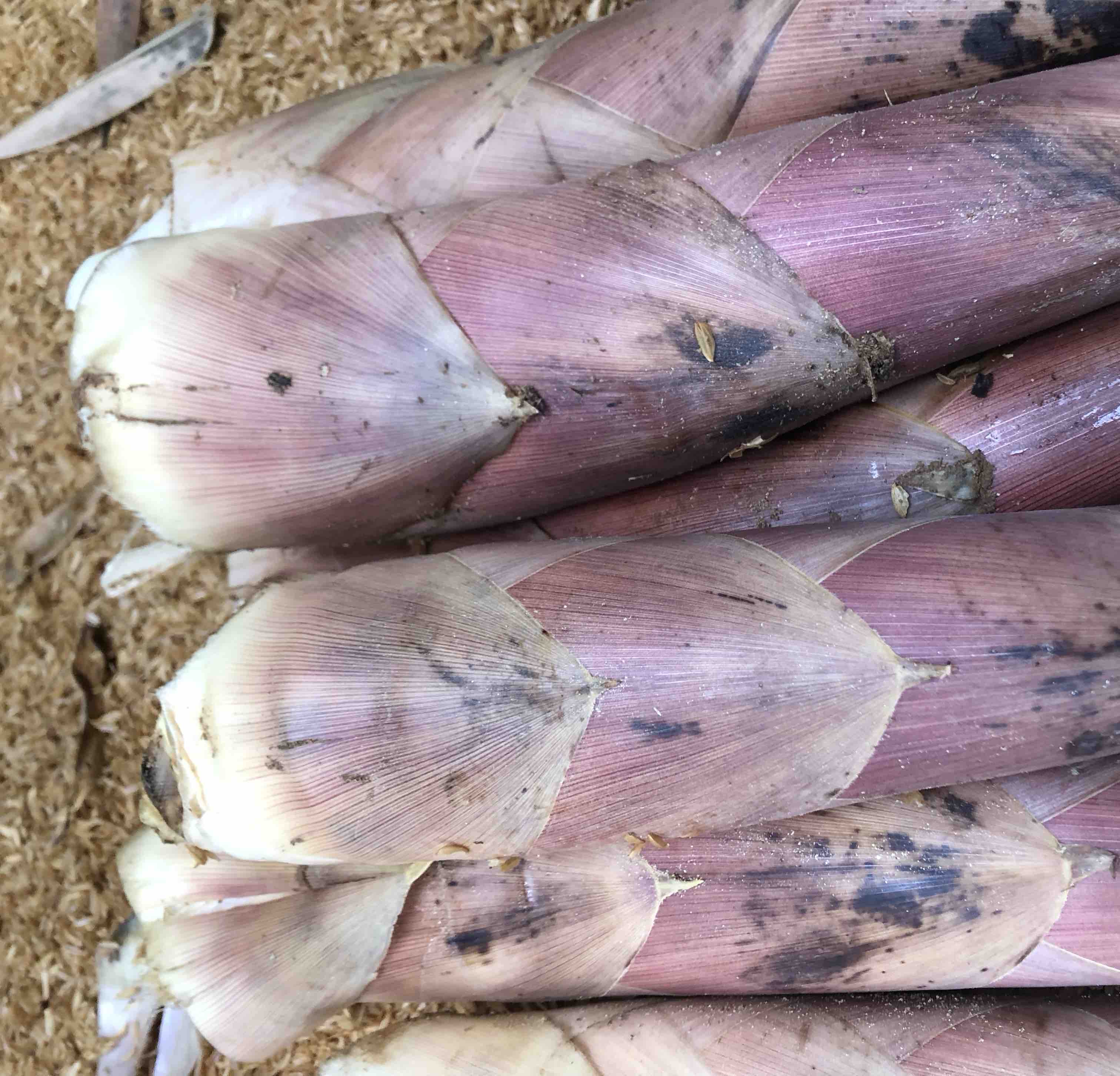 芦笋与茭白对比图