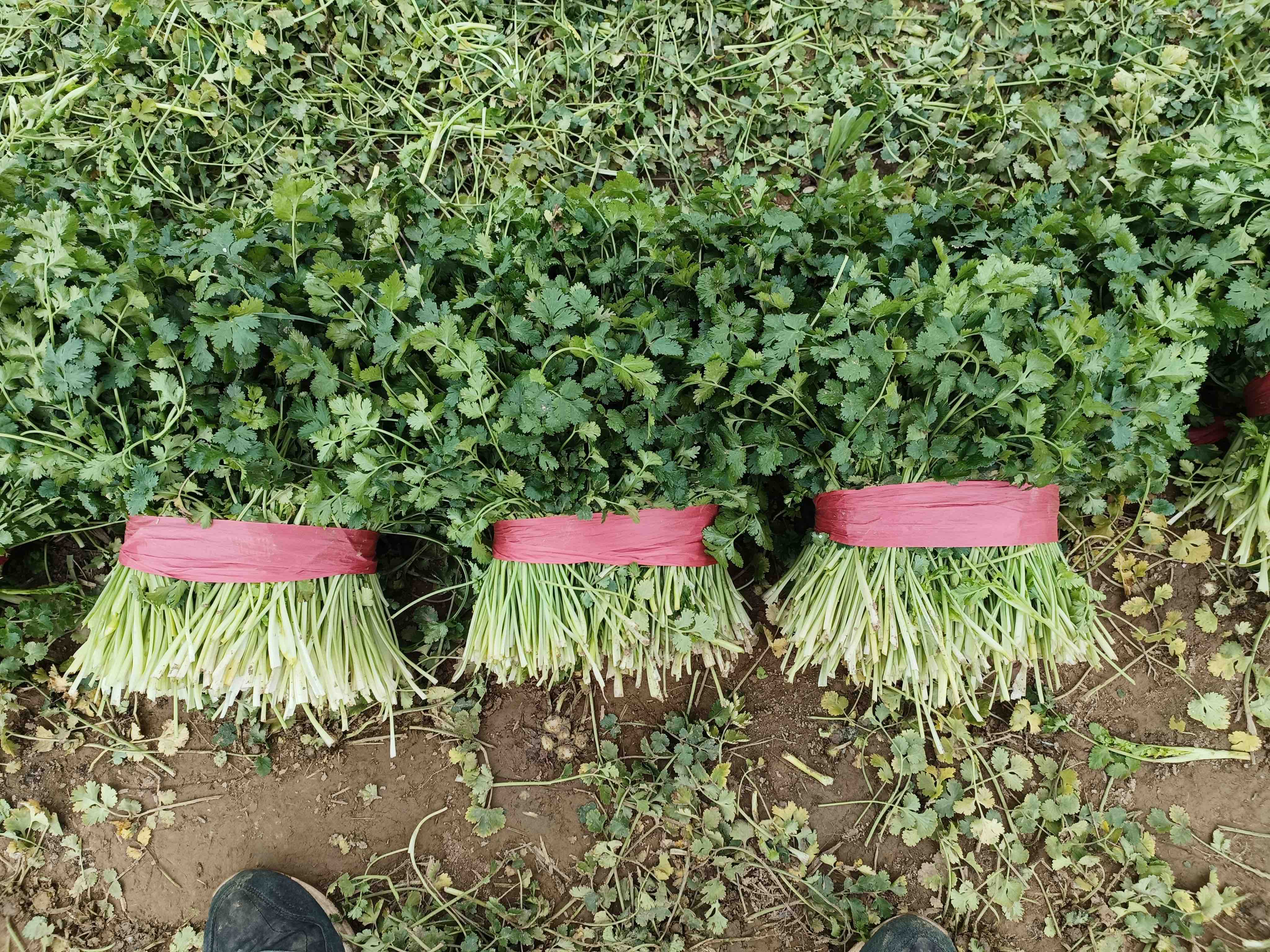 香菜与其他蔬菜并列摆放