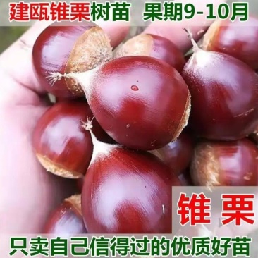 板栗树苗锥栗子苗锥栗树苗建瓯锥栗苗尖栗苗当年结果