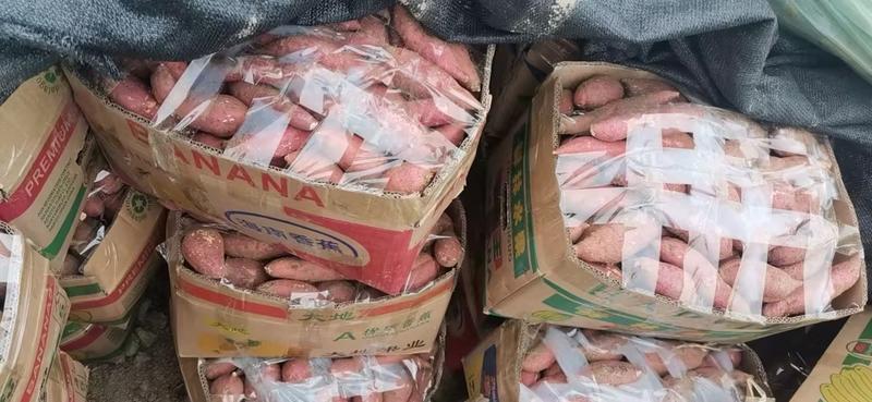 安徽精品烟薯大量上市，产地一手货源，供货稳定充足