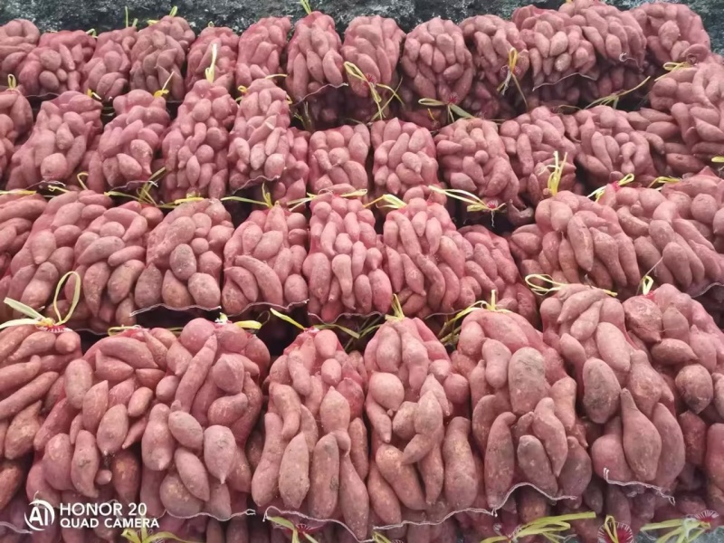 安徽精品烟薯大量上市，产地一手货源，供货稳定充足