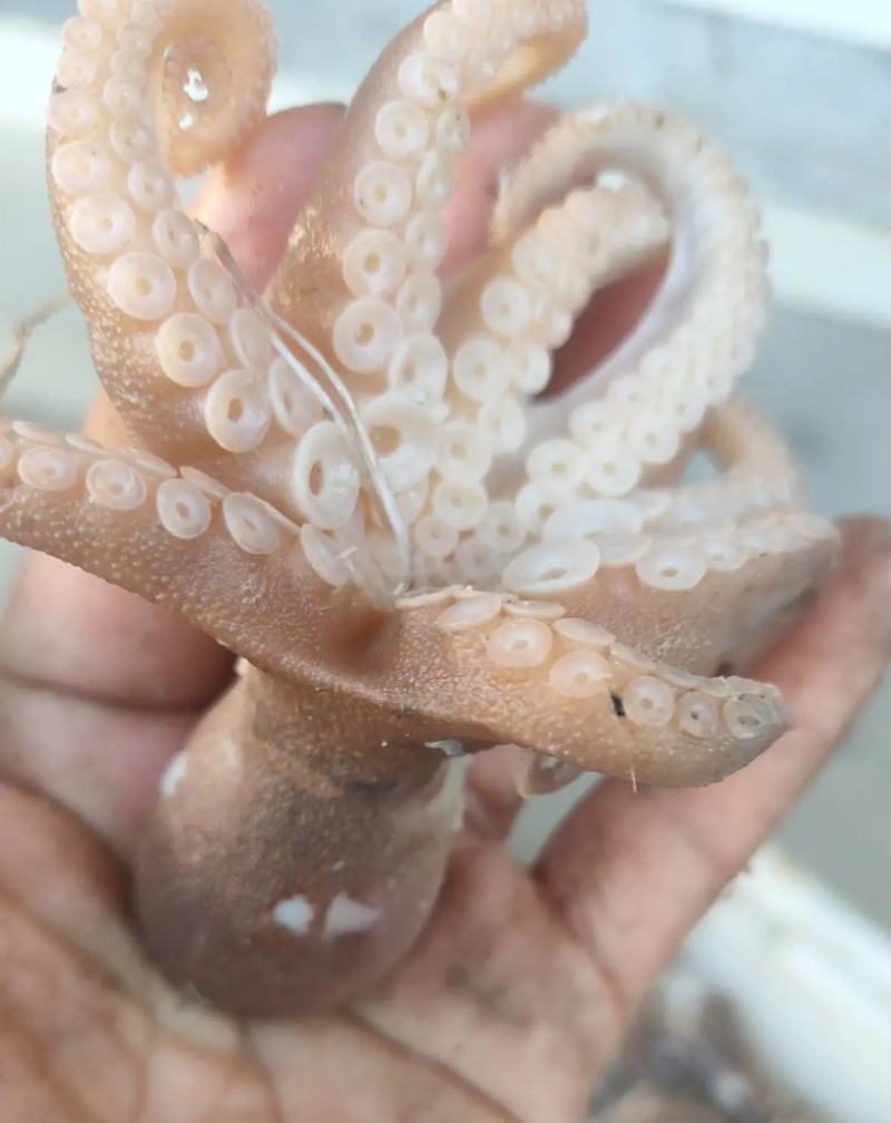 渤海湾全熟八爪鱼欢迎客商选购量大从优来电咨询一手货源
