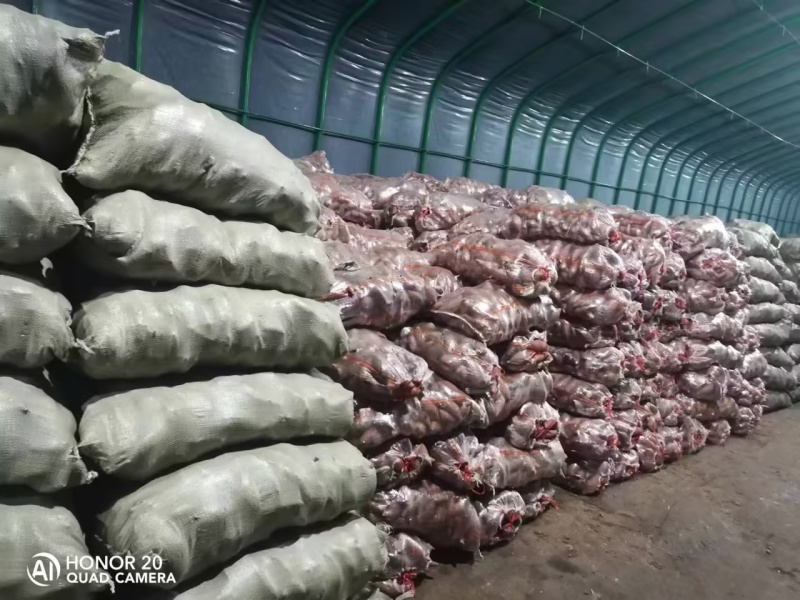 安徽精品西瓜红大量上市，产地一手货源，规格多样价格可谈