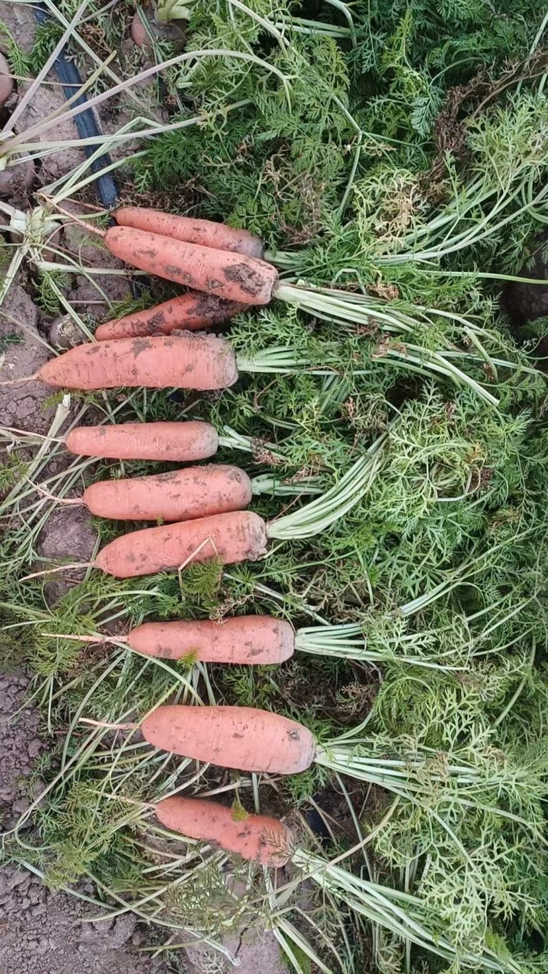 安徽胡萝卜，产地直发，货源充足，品质保证，欢迎采购