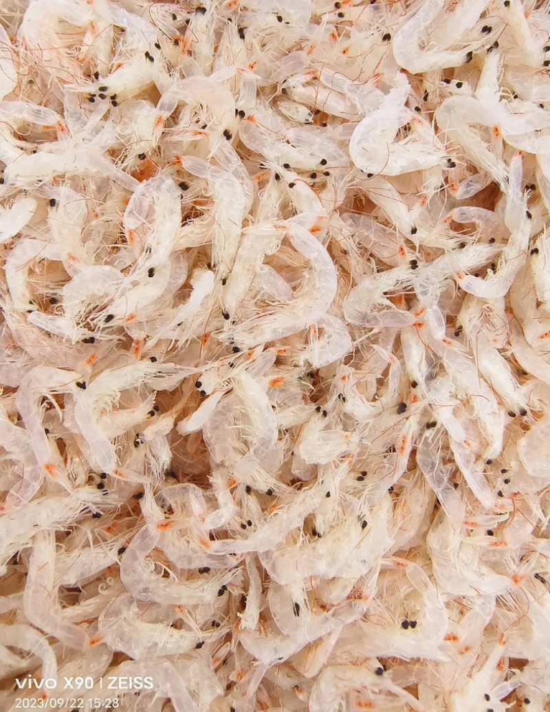渤海湾新鲜的多肉虾皮品质好价格实惠量大从优货源稳定诚信