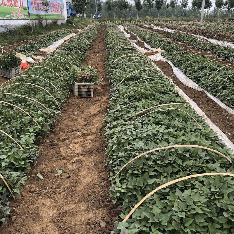 安徽精品红薯苗，四川基地大量供货，量大从优，欢迎来电