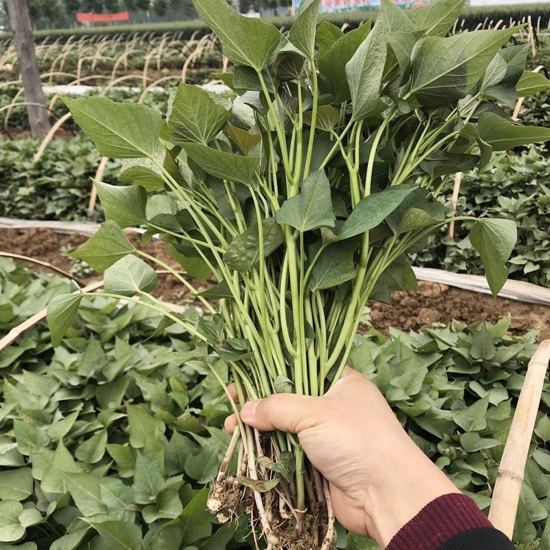 安徽精品红薯苗，四川基地大量供货，量大从优，欢迎来电