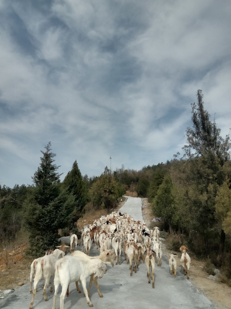 湖北跑山羊纯放养郧西马头羊