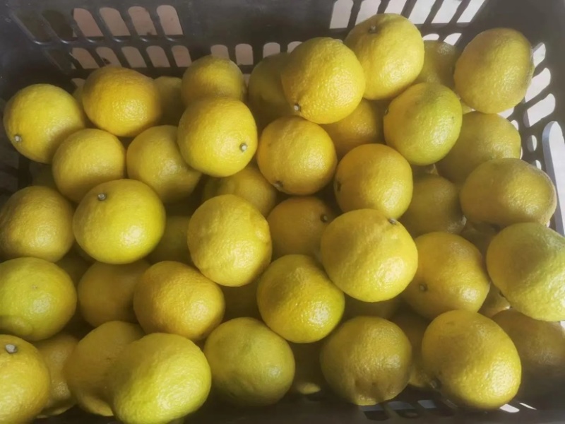 【甄选】湖南精品黄金贡柚子口感好甜度高汁水多一手货源