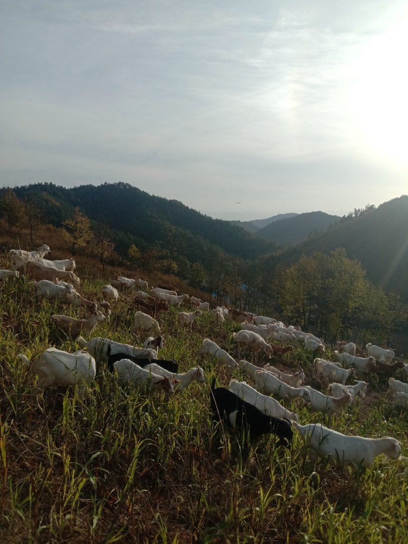 湖北跑山羊纯放养郧西马头羊