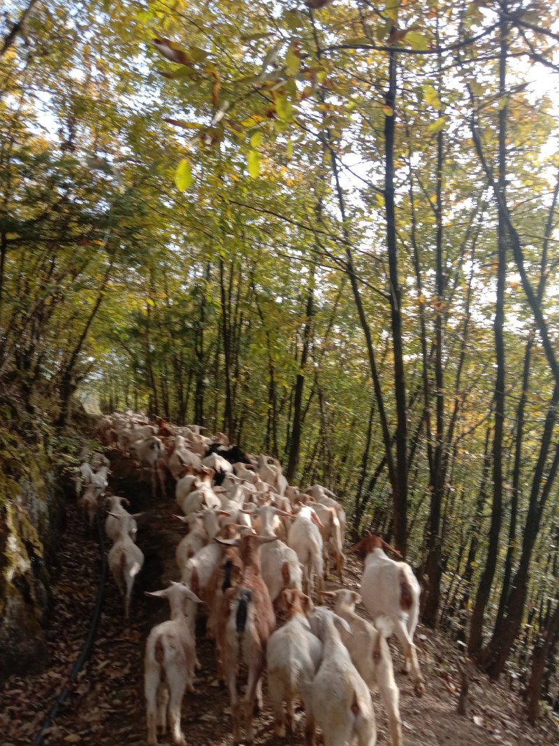 湖北跑山羊纯放养郧西马头羊