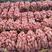 泗县精品西瓜红红薯大量上市，产地一手货源，可视频看货