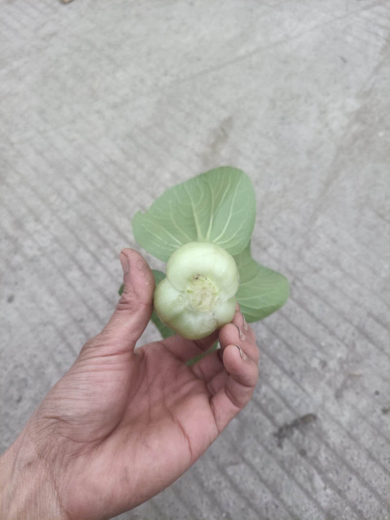 彭州市精品10亩上海青