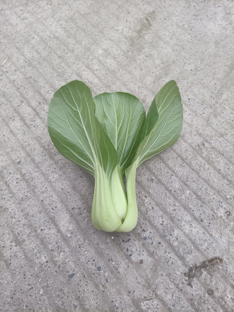 彭州市精品10亩上海青